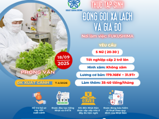 | FUKUSHIMA | LÀM VIỆC ĐÓNG GÓI XÀ LÁCH VÀ GIÁ ĐỖ TẠI NHẬT BẢN